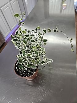 Product: Creeping Fig (Ficus pumila)